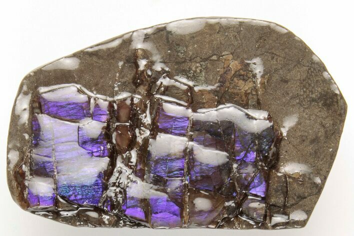 1.1" Iridescent Ammolite (Fossil Ammonite Shell) - Rare Purple Color